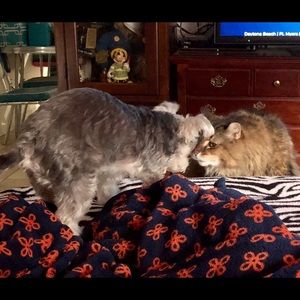 Meet your Posher, Amber